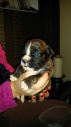 male and female boxer puppies for adoption