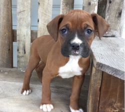 Attractive Boxer puppies for sale.