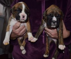 Beautiful Pedigree Boxer Puppies