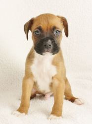 Quality Pedigree Boxer Pups Availlable For Sale
