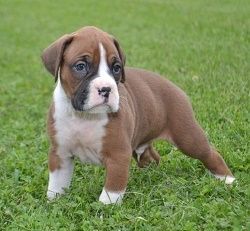 Intelligent Boxer Puppies Available Now