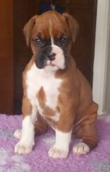 Boxer puppies for adoption