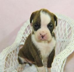 Boxer shy puppy at first