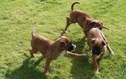 Kc Registered Boxer Puppies