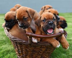 Attentive and loyal Boxer puppies