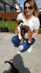 Kc Registered Boxer Puppies For Sale