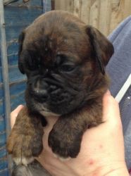 Kc Registered Boxer Puppies for sale