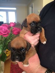 Kc Reg Bob Tail And Tailed Boxer Puppies ready for sale