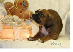 playful male and female boxer puppies for sale