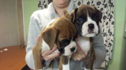 boxer puppies ready to go