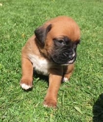 Kc Registered Solid Red Boxer Puppies