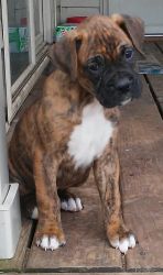 Boxer pups! Available Now!