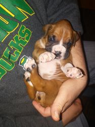 absolutely beautiful akc boxer puppies