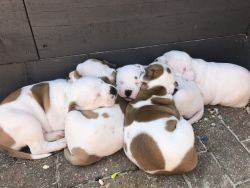 Boxer Puppies ready for sale