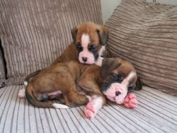 Boxer Puppies Flashy Brindle Kc Reg