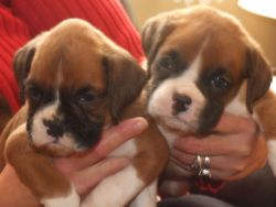 Boxer Puppies male and female