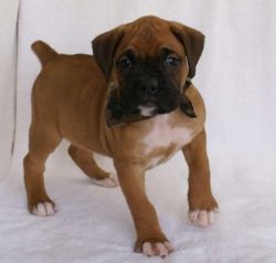 Quality AKC registered Boxer puppies