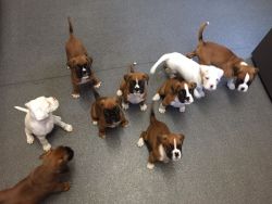3 Friendly Boxer Puppies Available