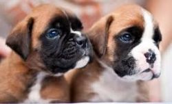 Excellent Boxer Puppies Available