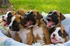 Boxer Puppies 3 male and 2 female