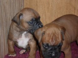 Outstanding Boxer Puppies