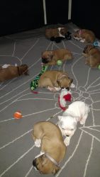 Boxer puppies 4 sale