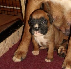 Bob Tailed/tailed Boxer Pups