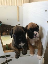 Boxer Pups ready for new home.