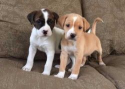 Male/Female Boxer Puppies