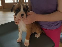 Boxer puppiees available for sale