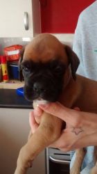 Boxer Puppies Tails And Bobtails