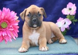 Active and lovely Boxer pups for sale