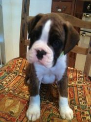 Kennel Club Registered Boxer Puppies