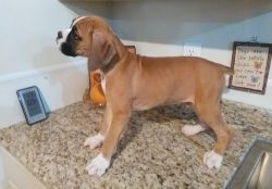 Lovely Boxer puppies