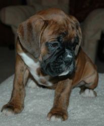 Outstanding Boxer Puppies