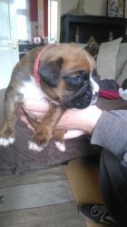 PERFECT BOXER PUPPY