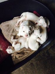 White Kc Boxer Pups