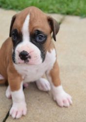 Flashy AKc Registered Boxer Puppies