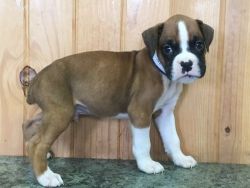 Lovely Boxer puppies avaialble now for sale