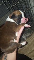 Boxer Pups - Kc Registered ready for sale