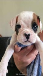 AKC Boxer Puppies only 3 remaining