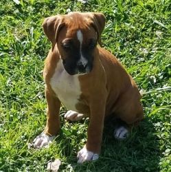 Beautiful Boxer puppies For Sale