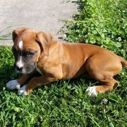 AKC Boxer Puppies For Lovely Families