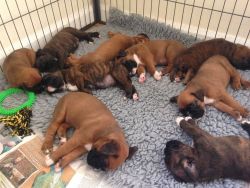 Beautiful KC registered Boxer Puppies for sale