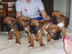 Beautiful boxer male and female