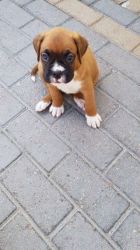 Kc Registered Boxer Puppies