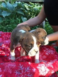 CKC Registered Boxer Puppies