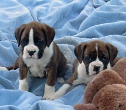 Boxer babies AKC and CKC Registered. READY NOW