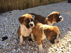 Healthy Boxer puppies for sale