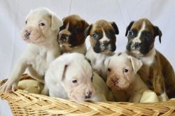 6 Gorgeous Litter Brindle & White Boxer Pups